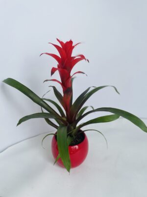 GUZMANIA ROUGE