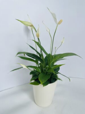 IMG_4026 SPATHIPHYLLUM