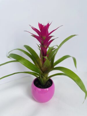 GUZMANIA ROSE